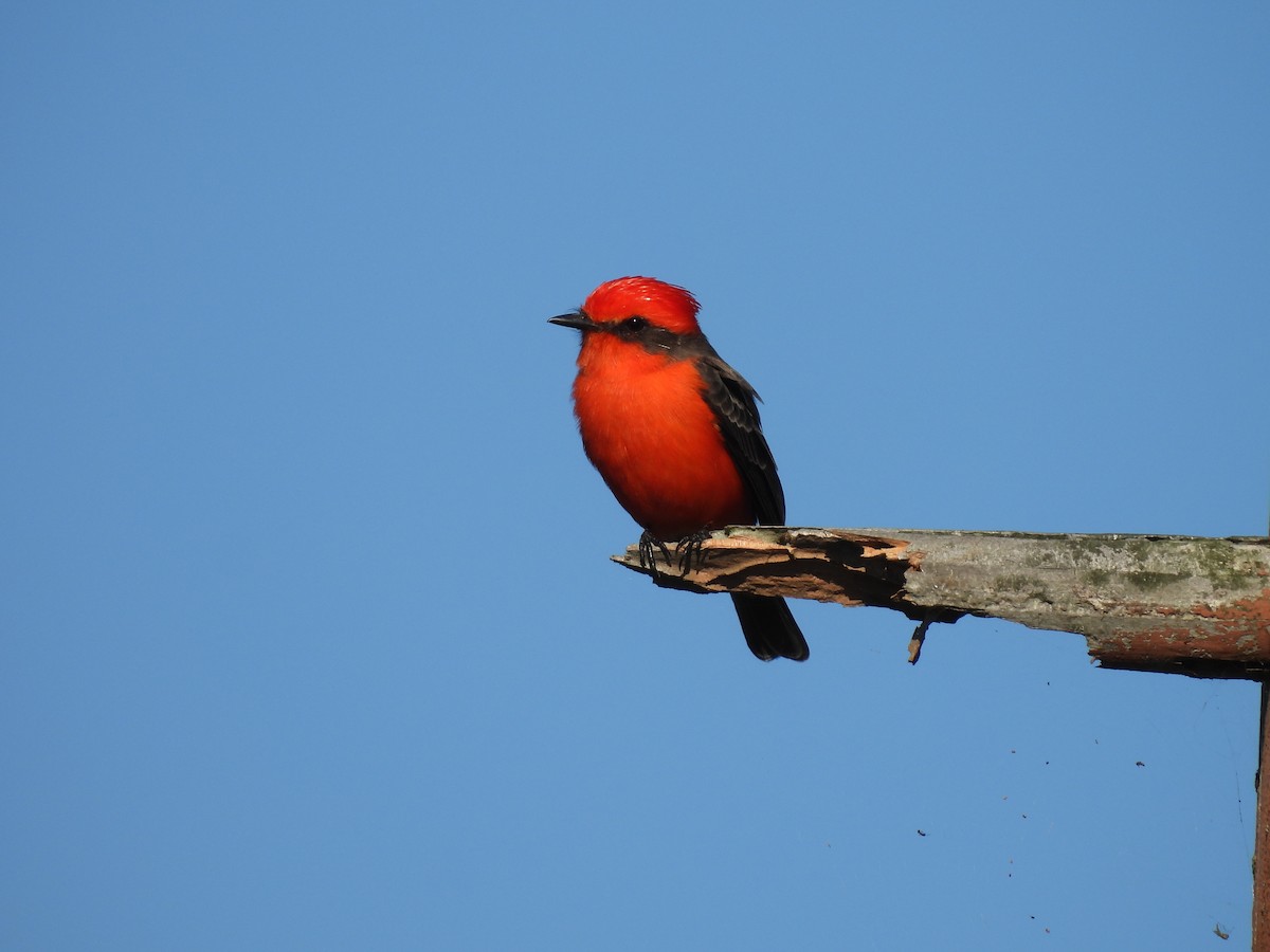 Vermilion Flycatcher - ML645766985