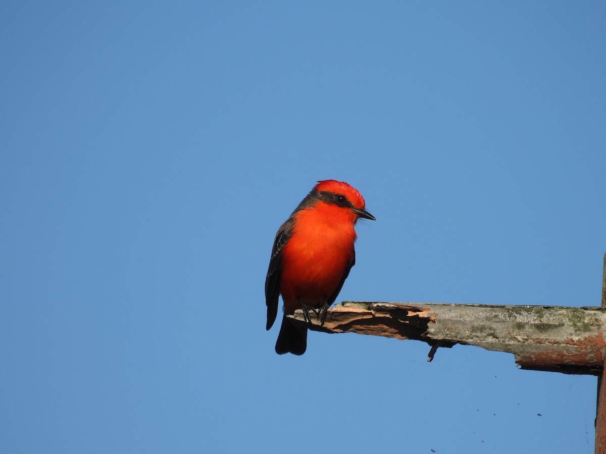 Vermilion Flycatcher - ML645766986