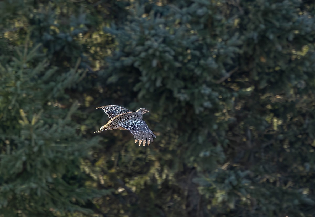 Sharp-tailed Grouse - ML645766989
