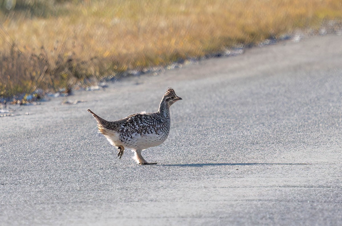Sharp-tailed Grouse - ML645766990