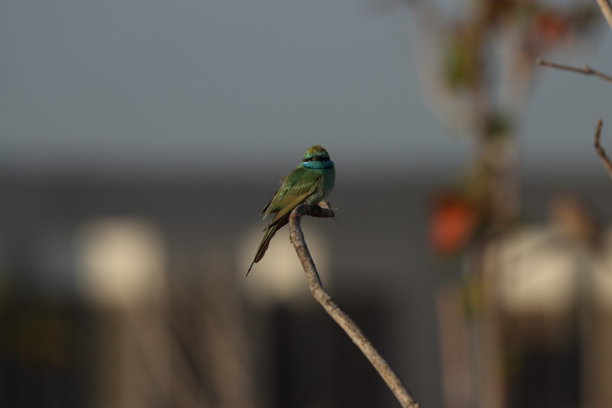 Arabian Green Bee-eater - ML645766992