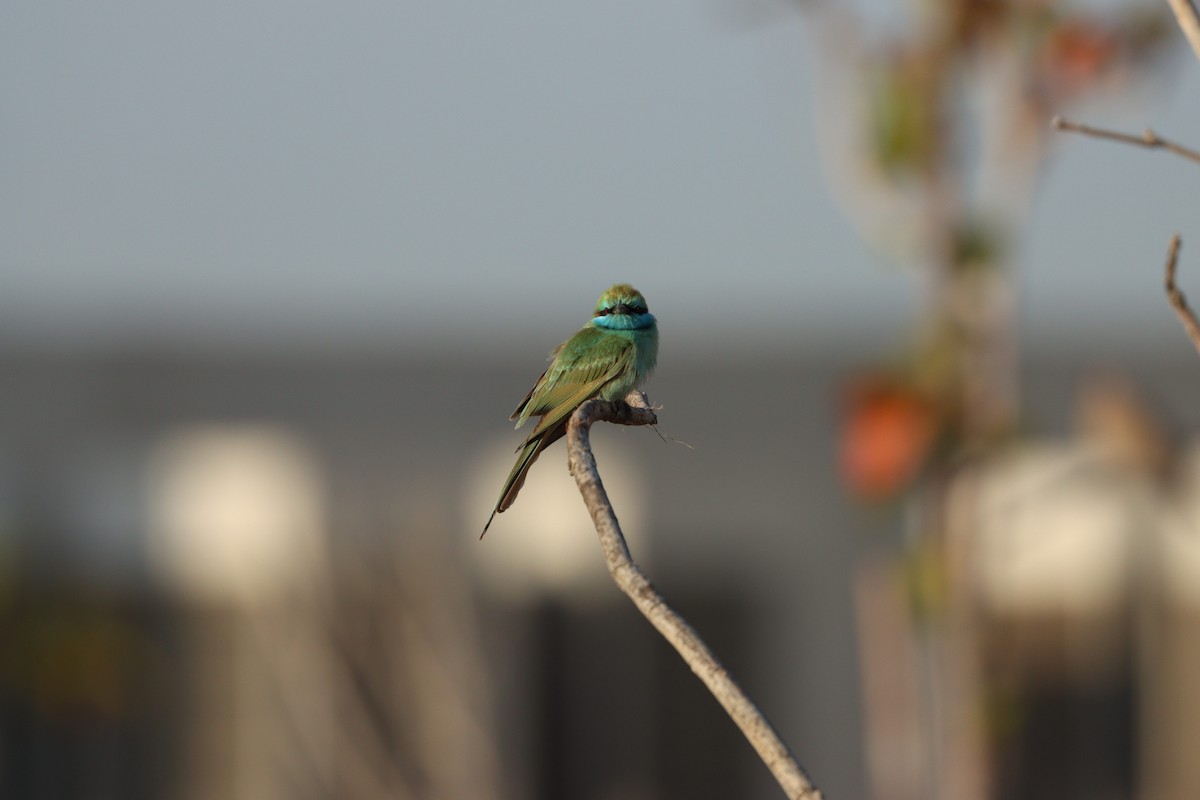 Arabian Green Bee-eater - ML645766993