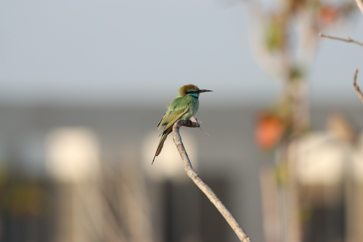 Arabian Green Bee-eater - ML645766994