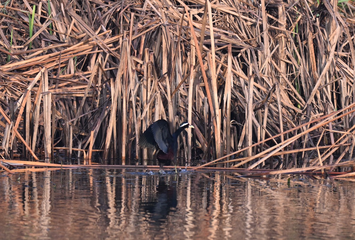 Бронзовокрылая якана - ML645766998