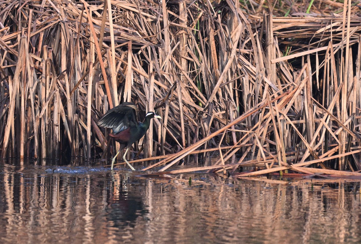 Бронзовокрылая якана - ML645766999