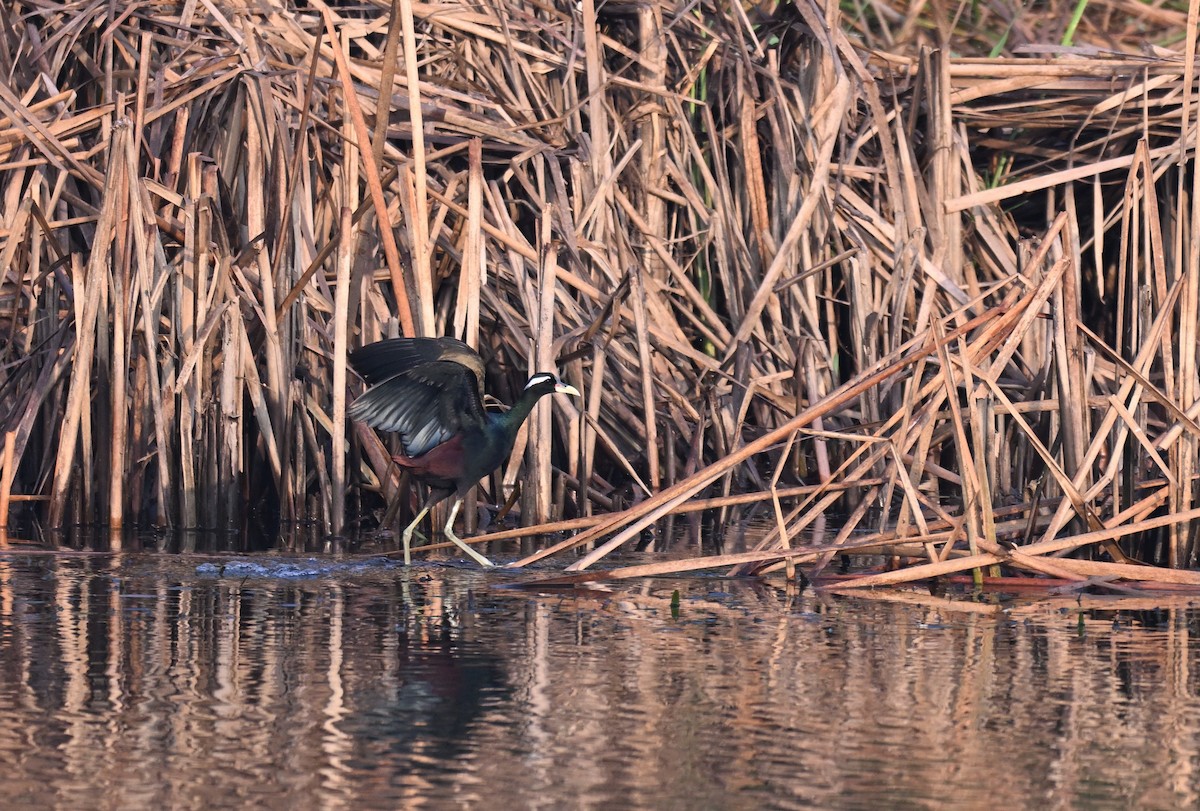 Бронзовокрылая якана - ML645767000