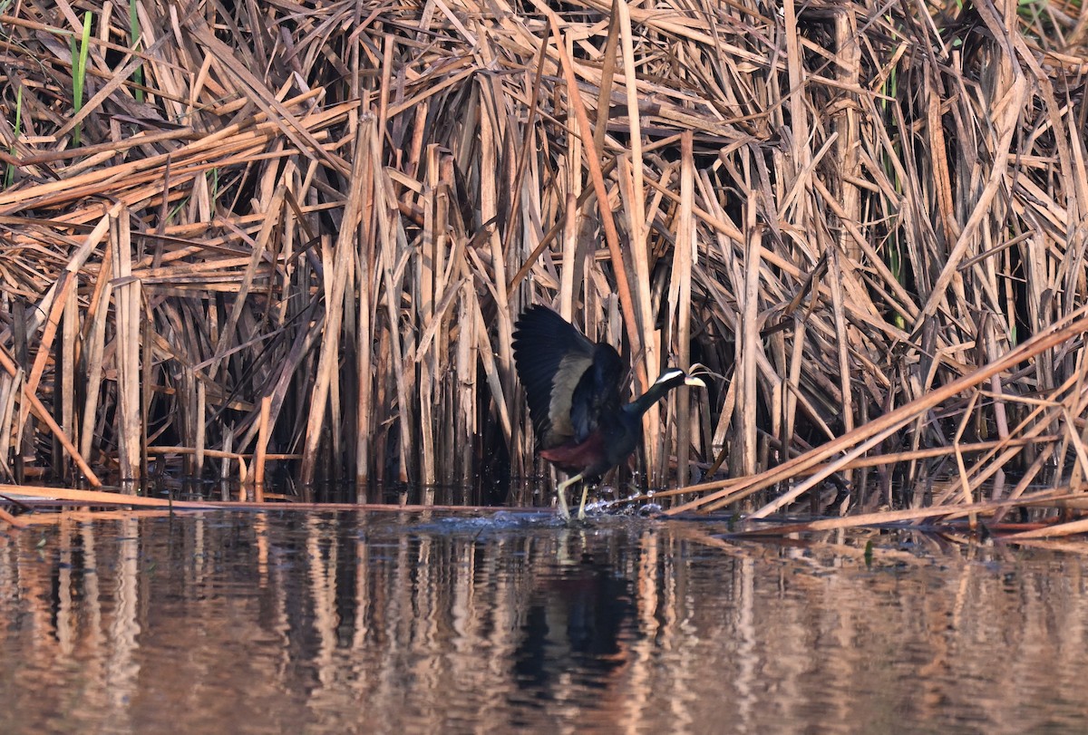 Бронзовокрылая якана - ML645767001