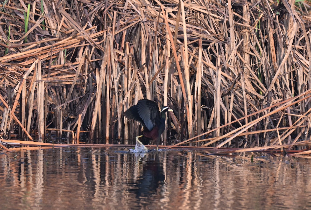 Бронзовокрылая якана - ML645767002