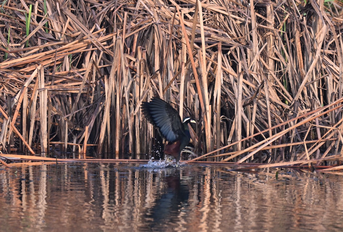 Бронзовокрылая якана - ML645767003