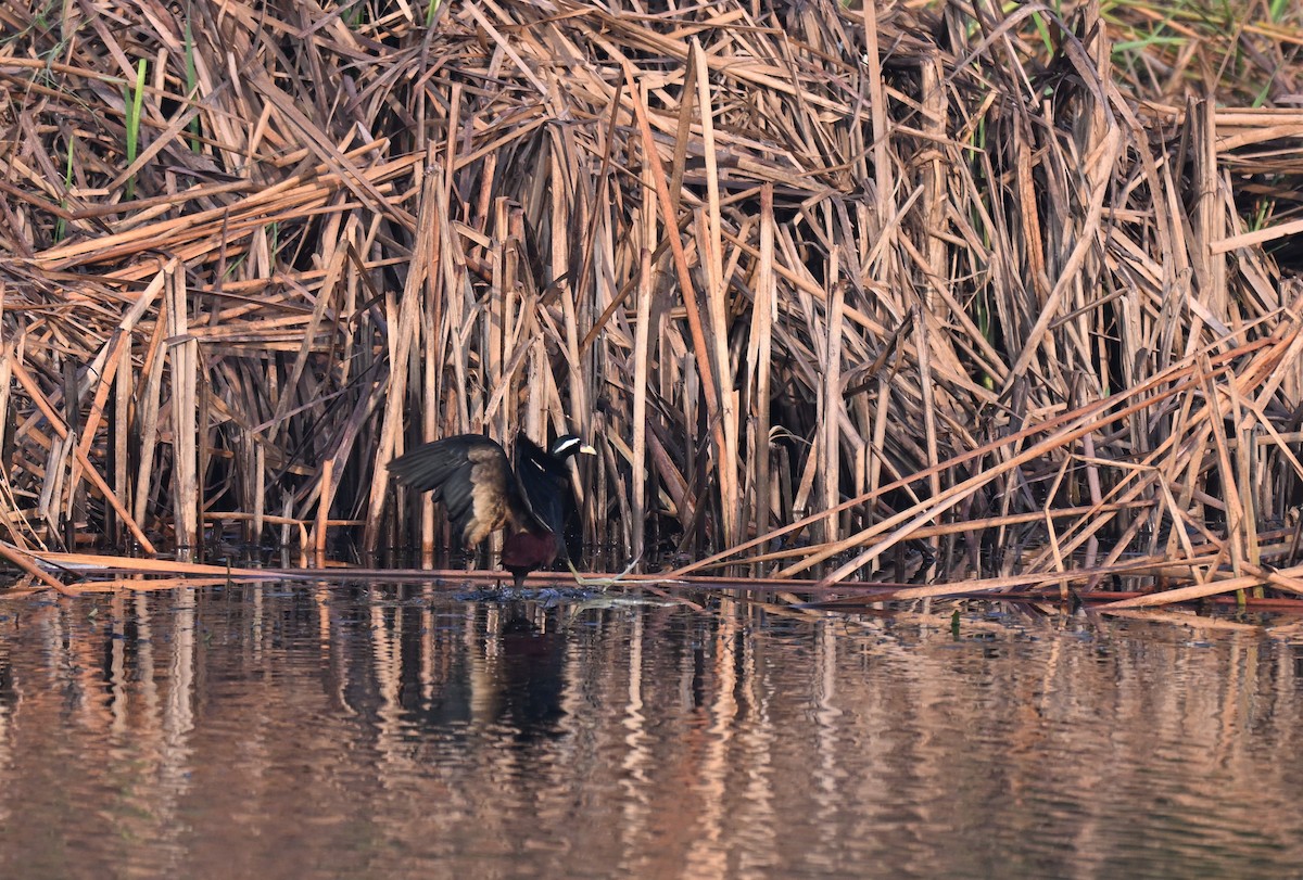 Бронзовокрылая якана - ML645767004