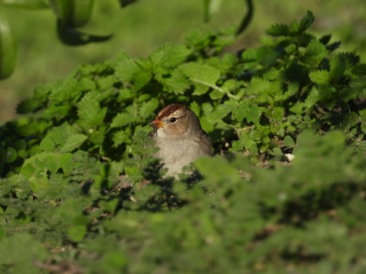 White-crowned Sparrow - ML645767006