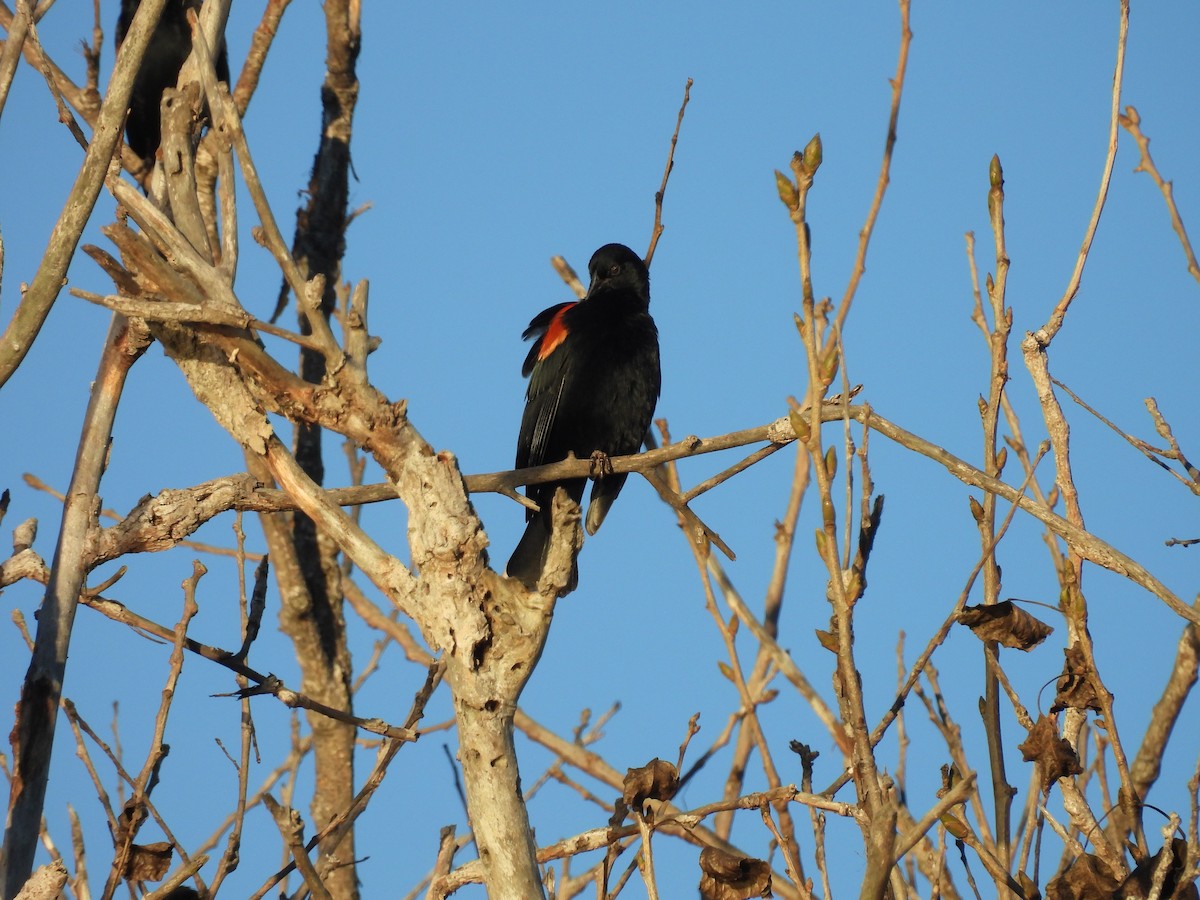 Red-winged Blackbird - ML645767017