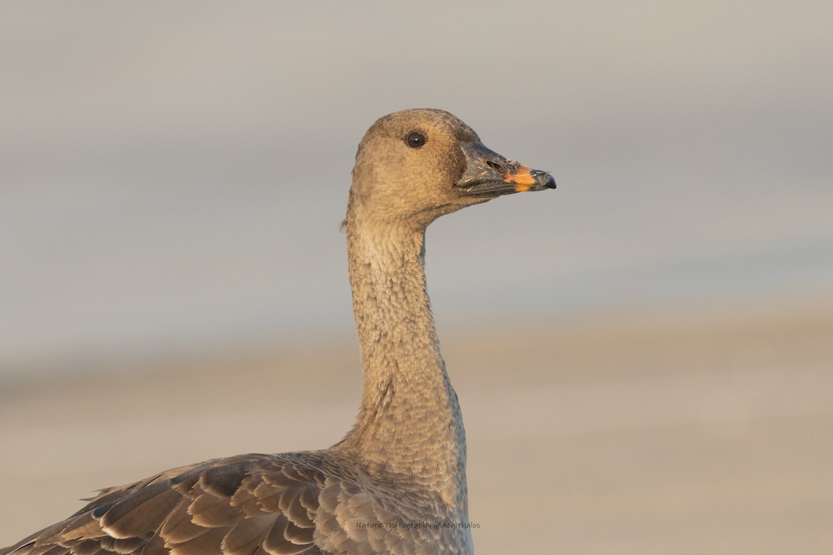 Taiga/Tundra Bean-Goose - ML645767019