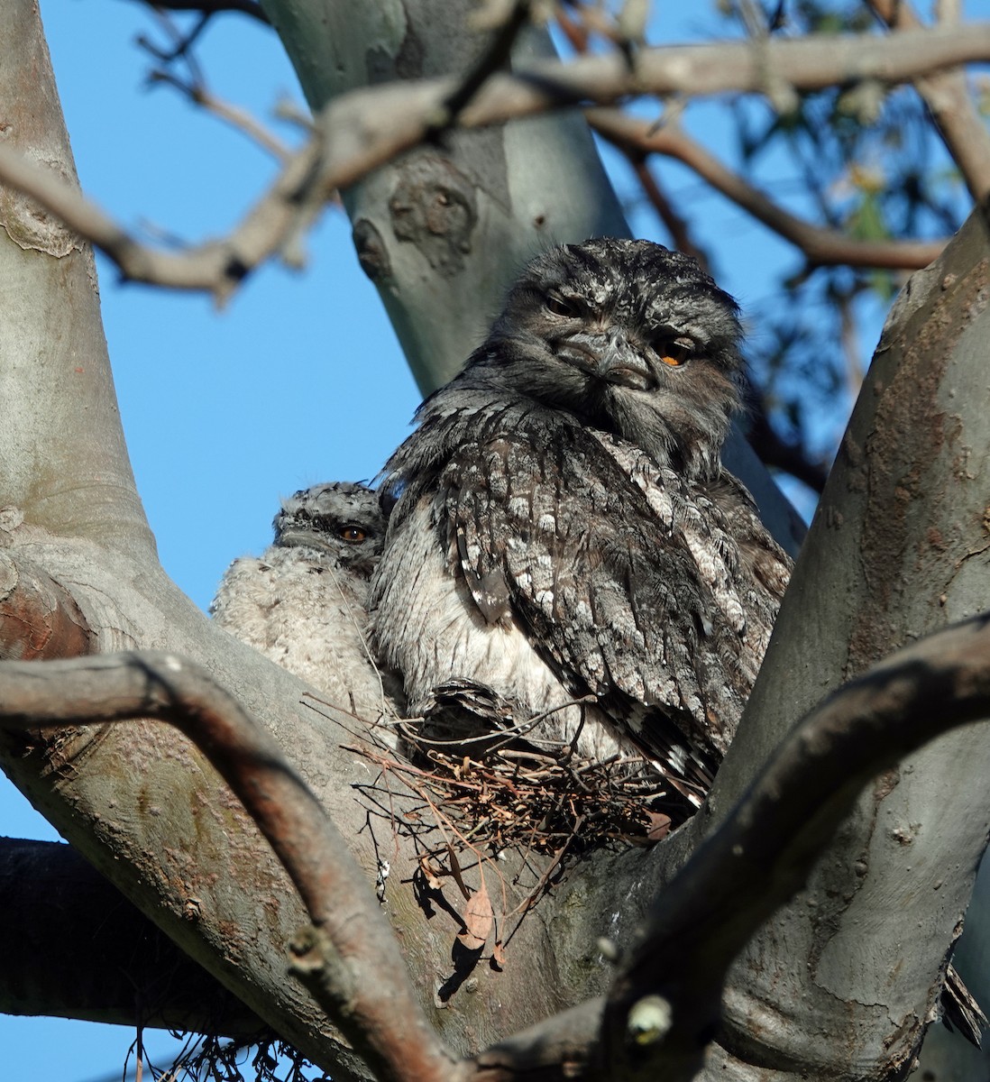 Tawny Frogmouth - ML645767026