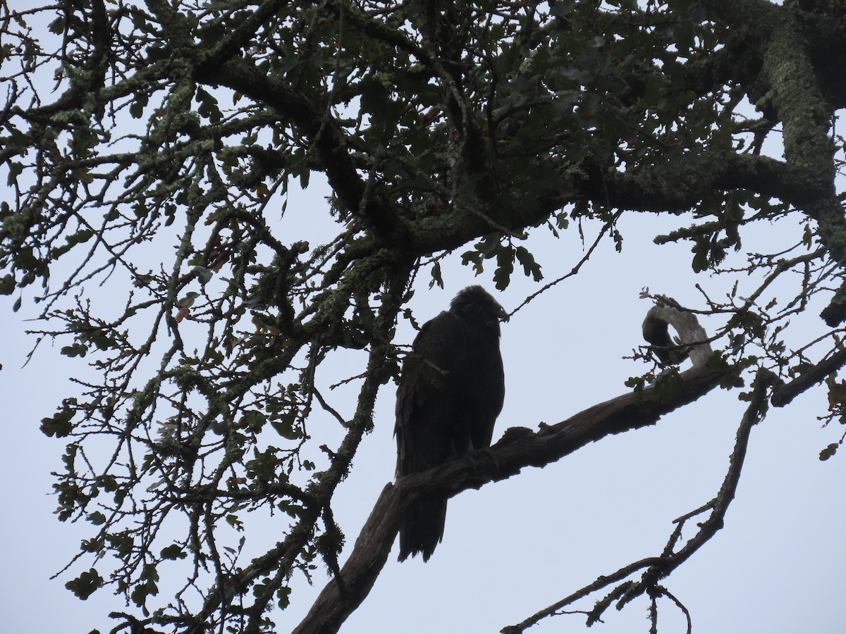 Turkey Vulture - ML645767036