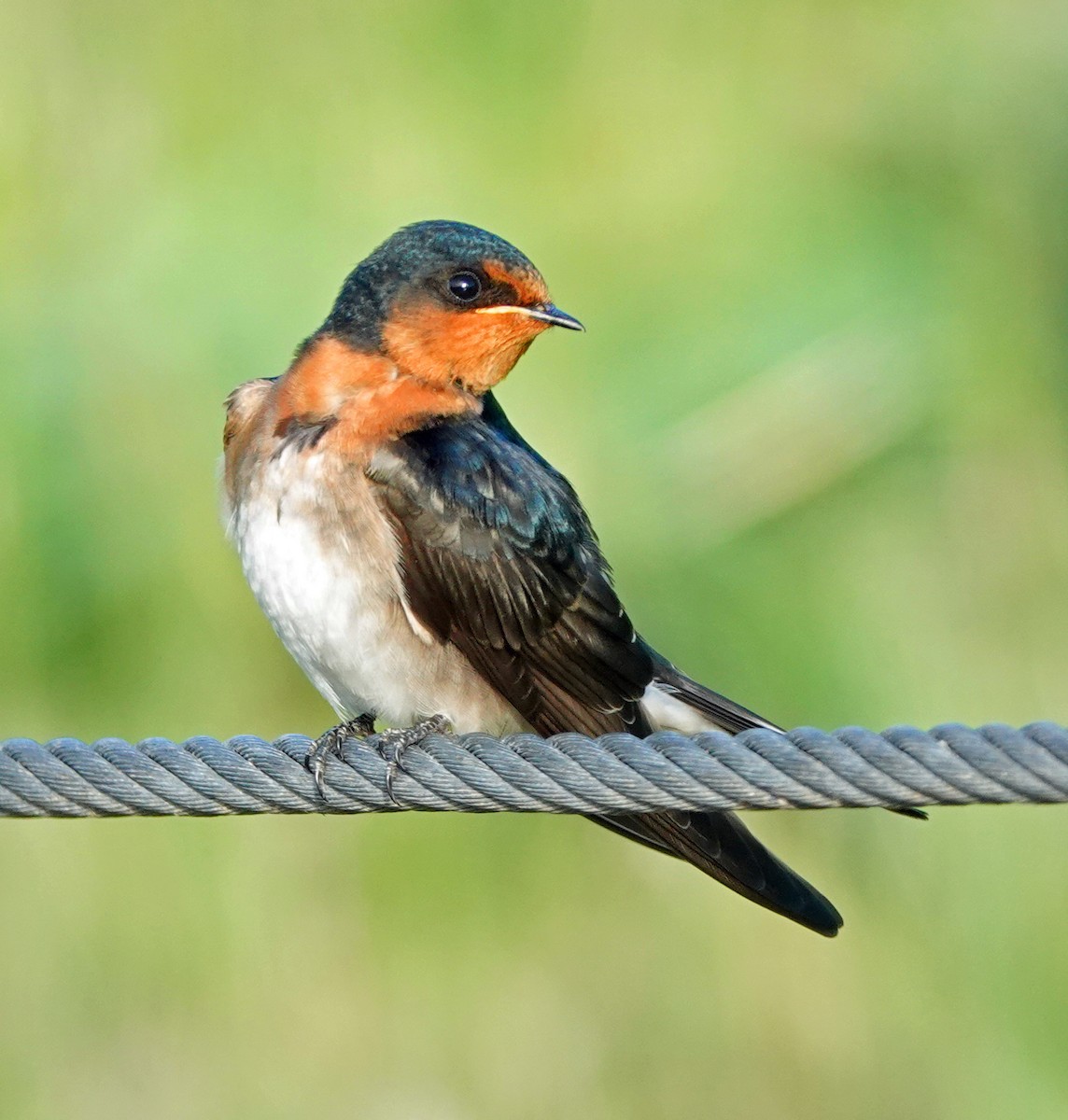 Welcome Swallow - ML645767037