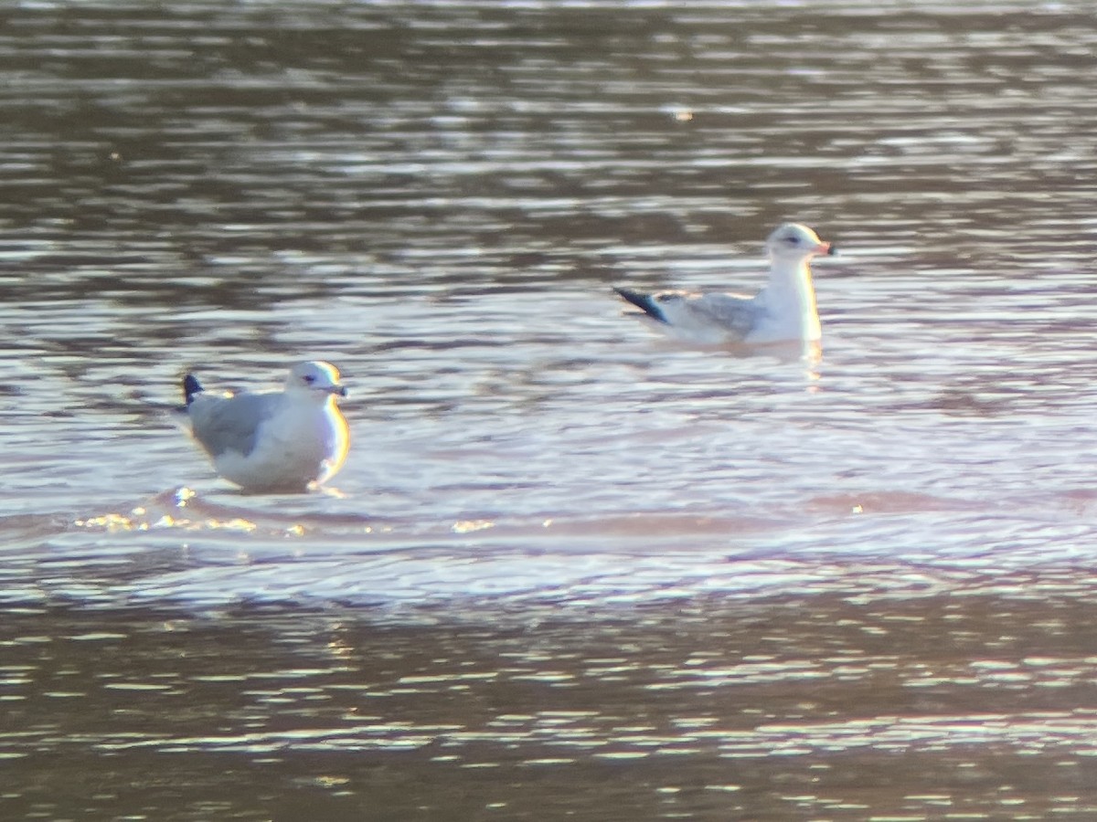 Ring-billed Gull - ML645767041