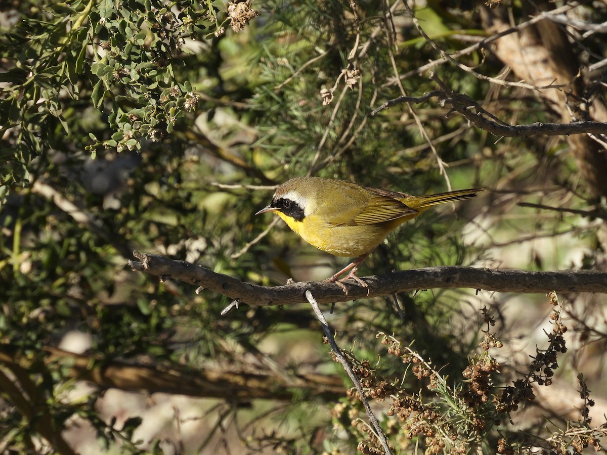 Common Yellowthroat - ML645767043