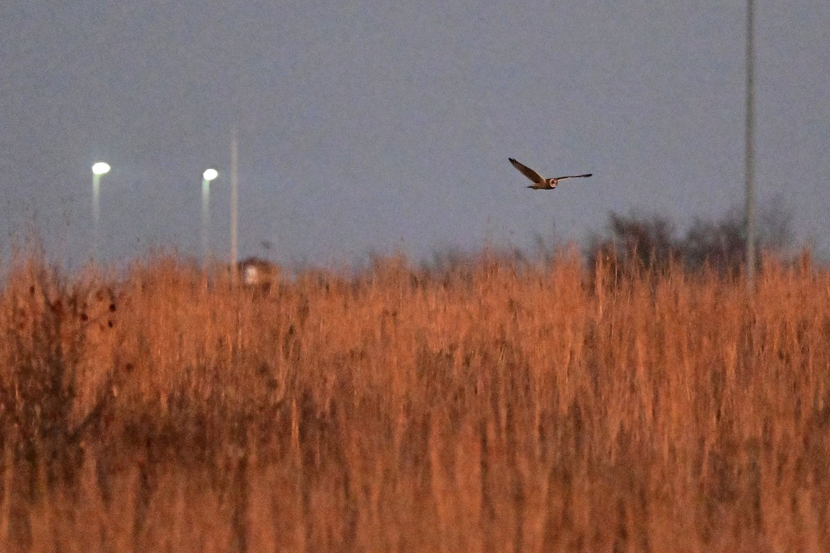 Short-eared Owl - ML645767045