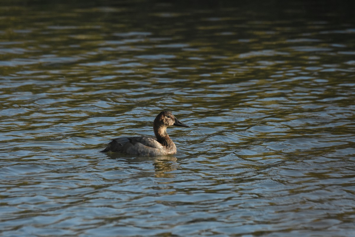 Murgilari bizkarzuria - ML645767046