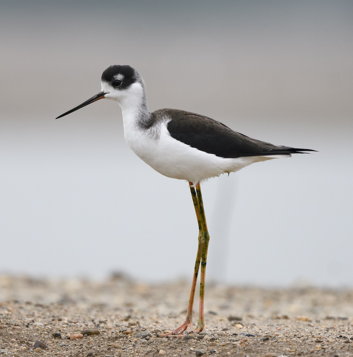 Black-necked Stilt - ML645767047