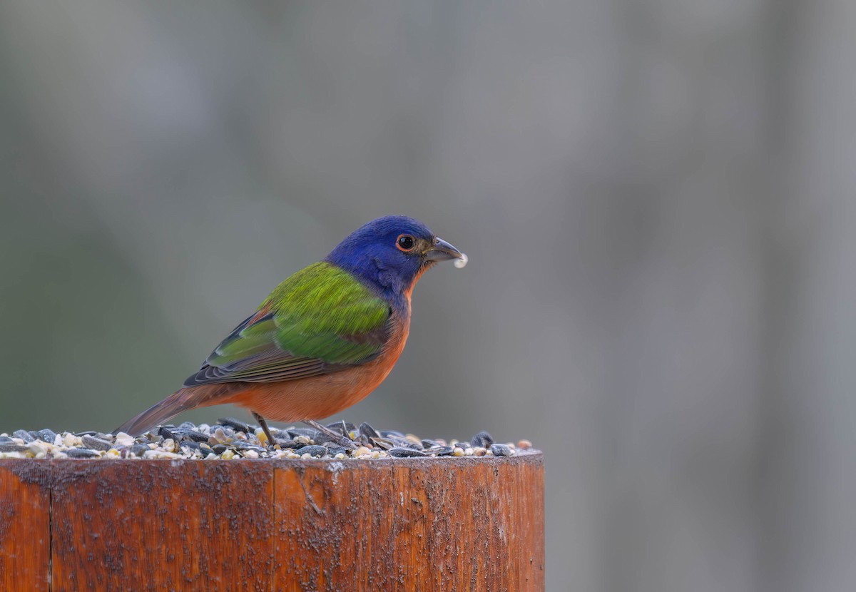 Painted Bunting - ML645767048