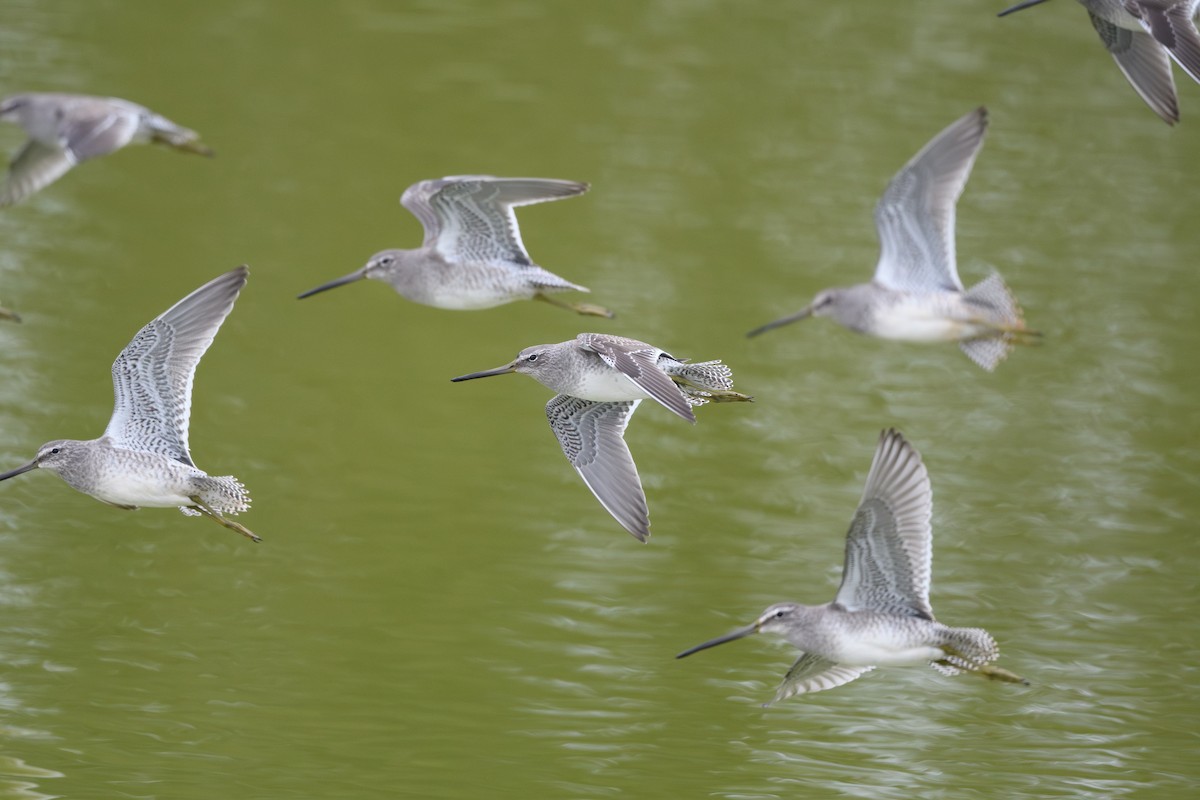 長嘴半蹼鷸 - ML645767052