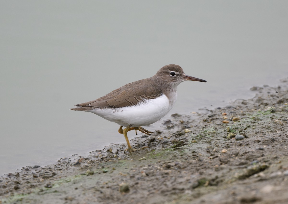 Spotted Sandpiper - ML645767067