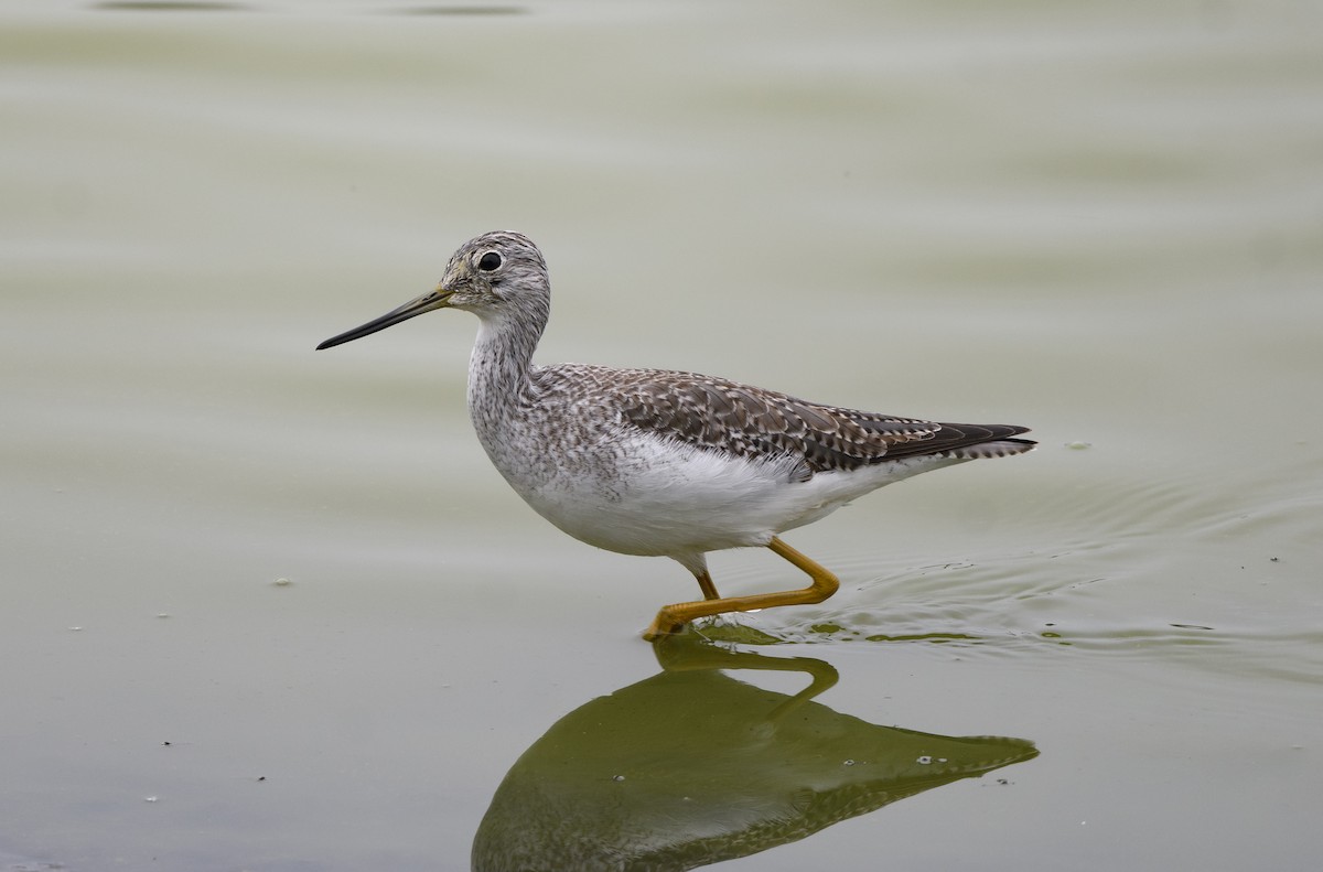 Greater Yellowlegs - ML645767068