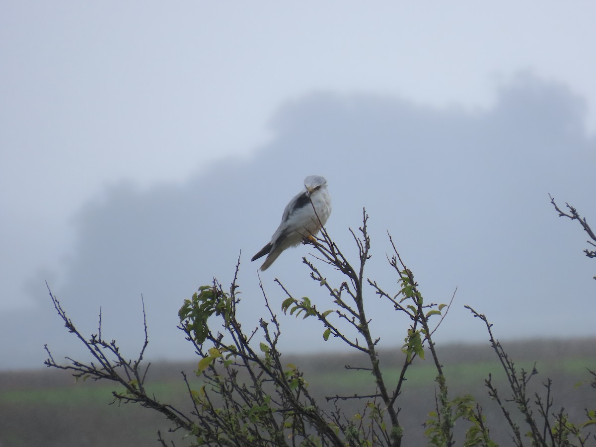 White-tailed Kite - ML645767069