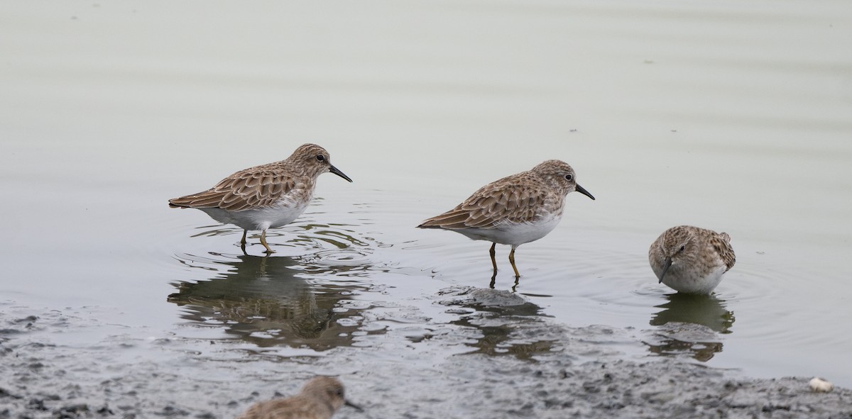Least Sandpiper - ML645767070