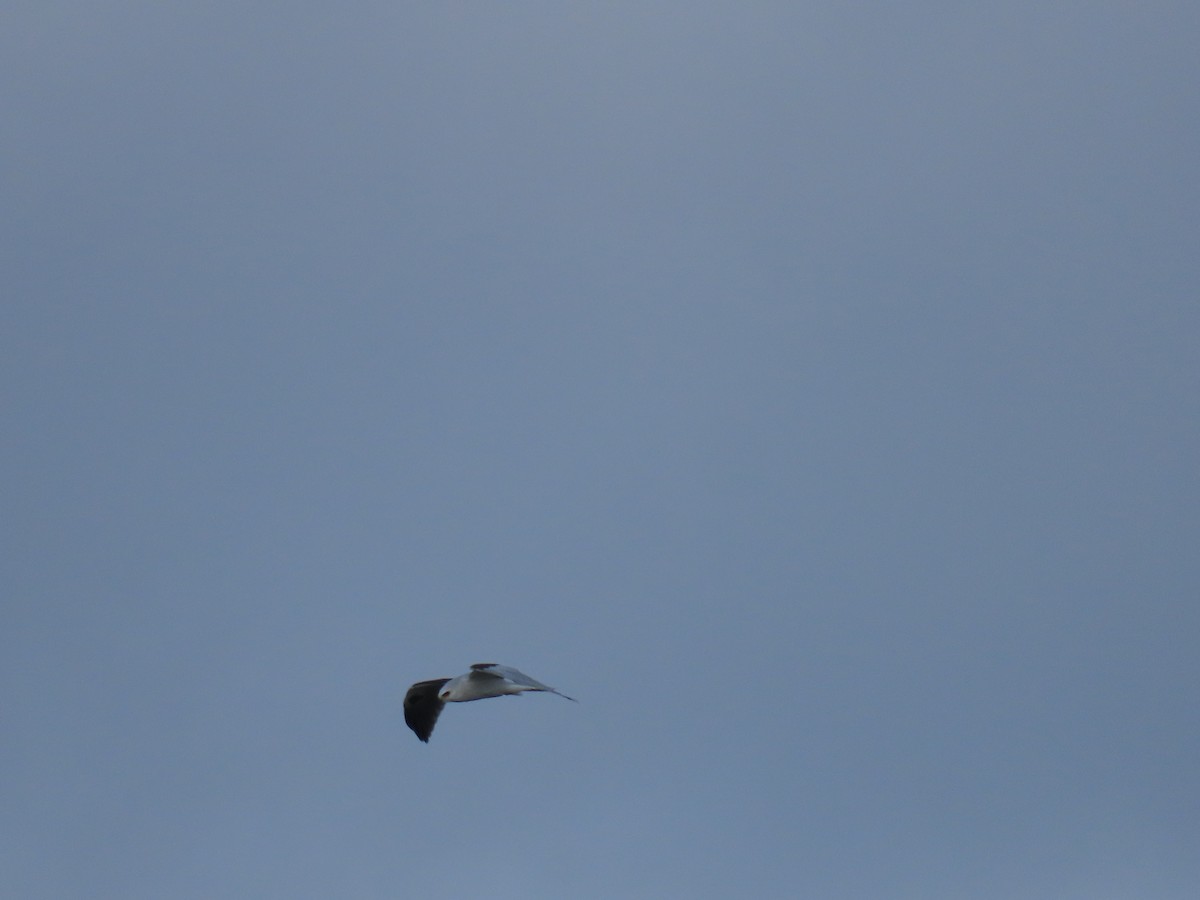 White-tailed Kite - ML645767071