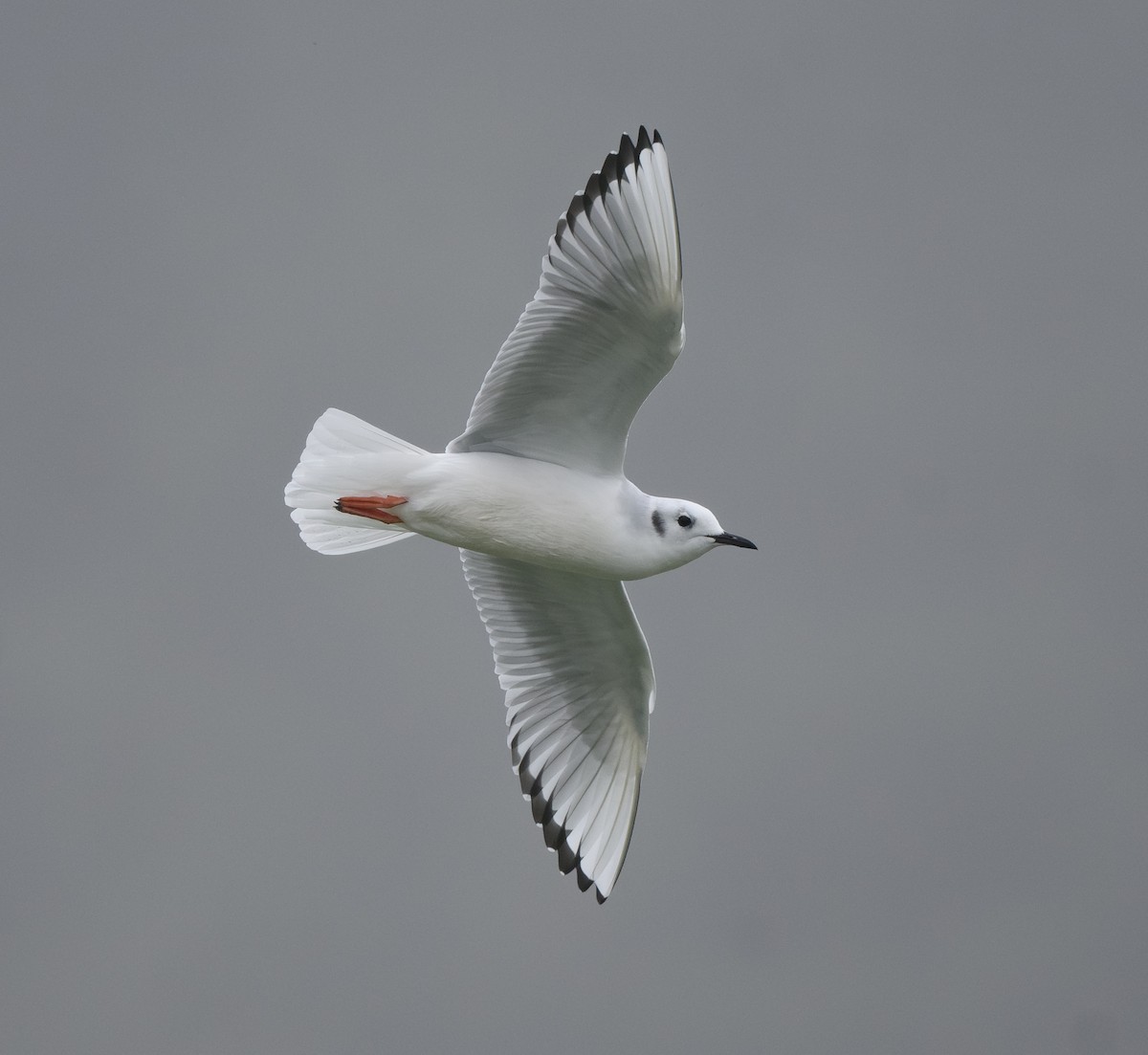 Bonaparte's Gull - ML645767074