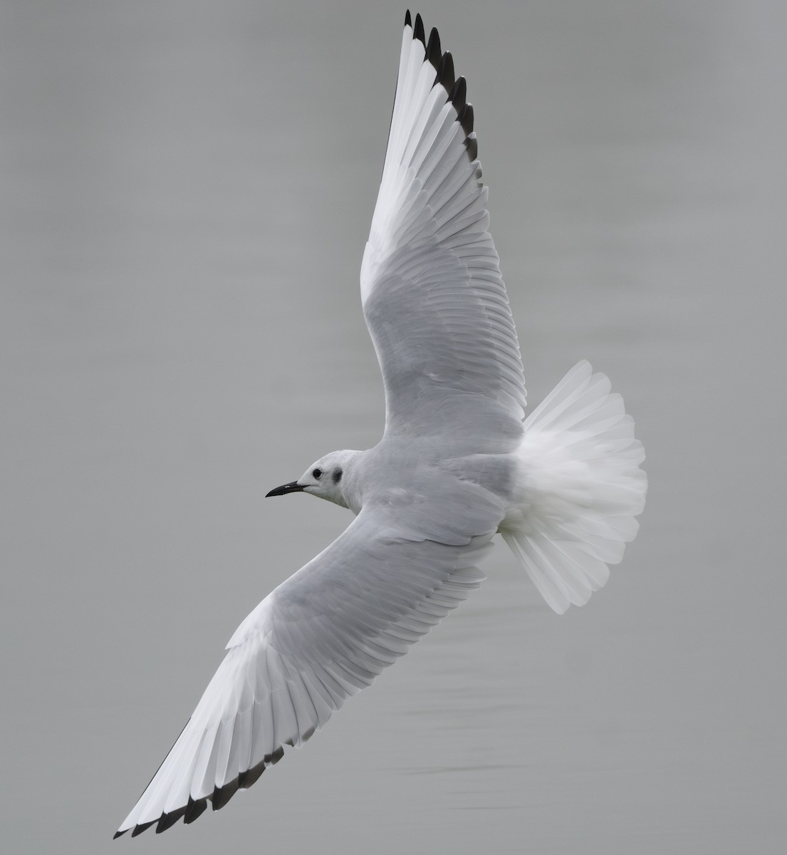 Bonaparte's Gull - ML645767075