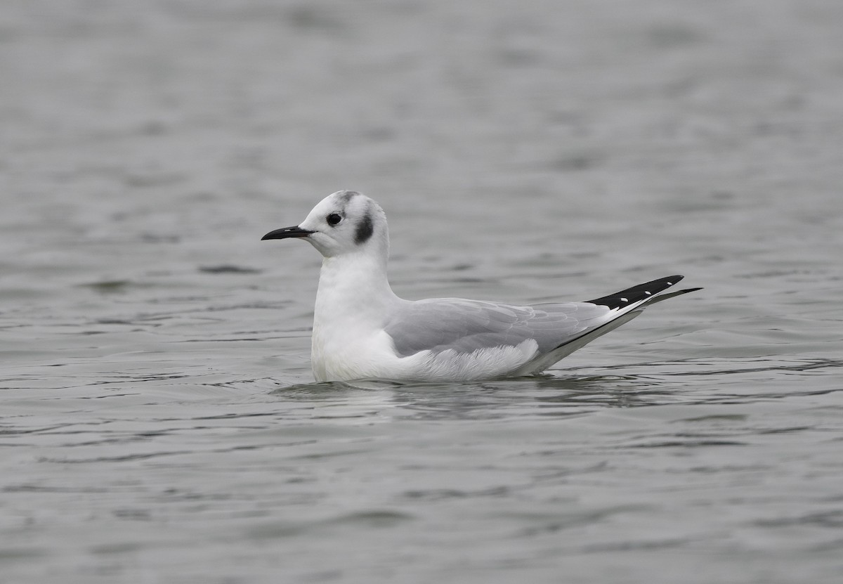 Bonaparte's Gull - ML645767077