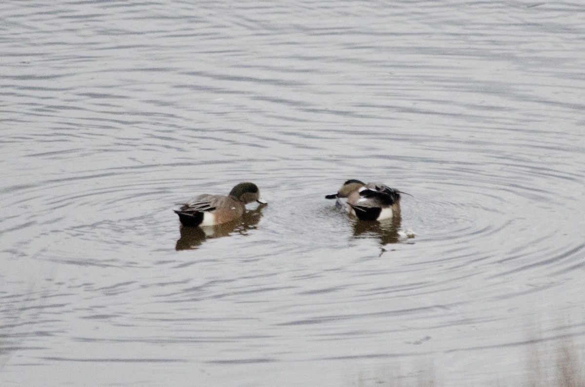 Свищ американський - ML645767080