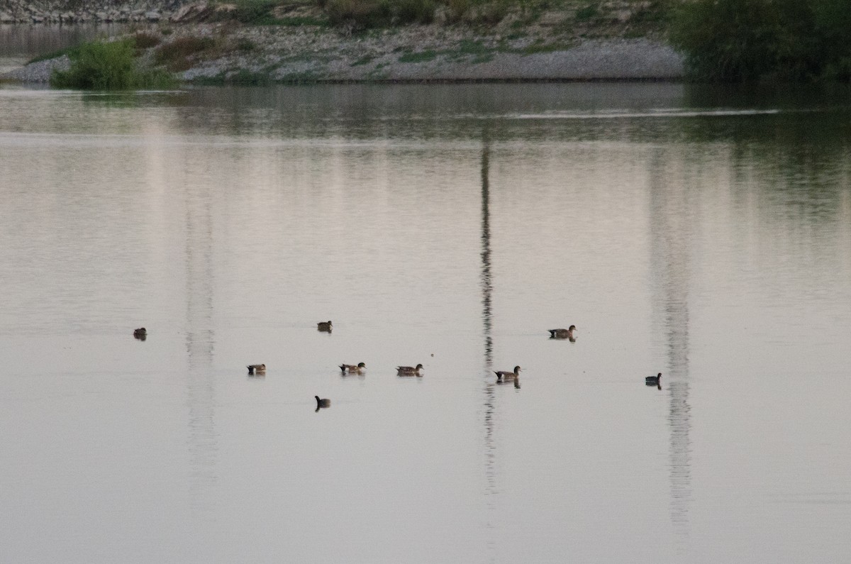 Свищ американський - ML645767081