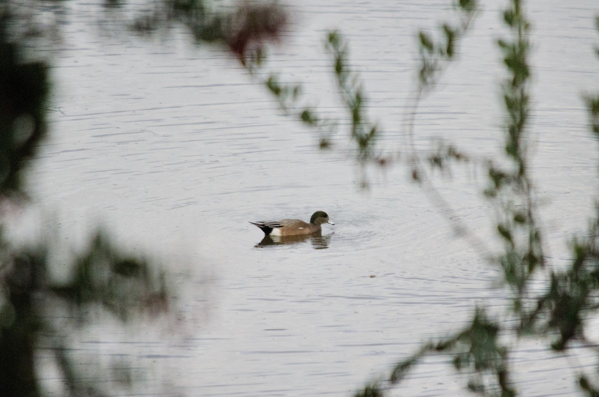 Свищ американський - ML645767082