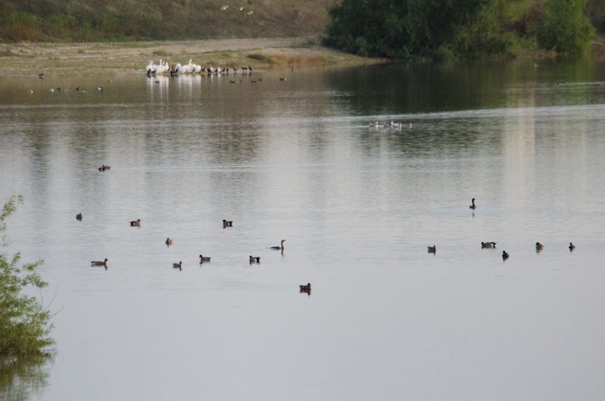 Свищ американський - ML645767083