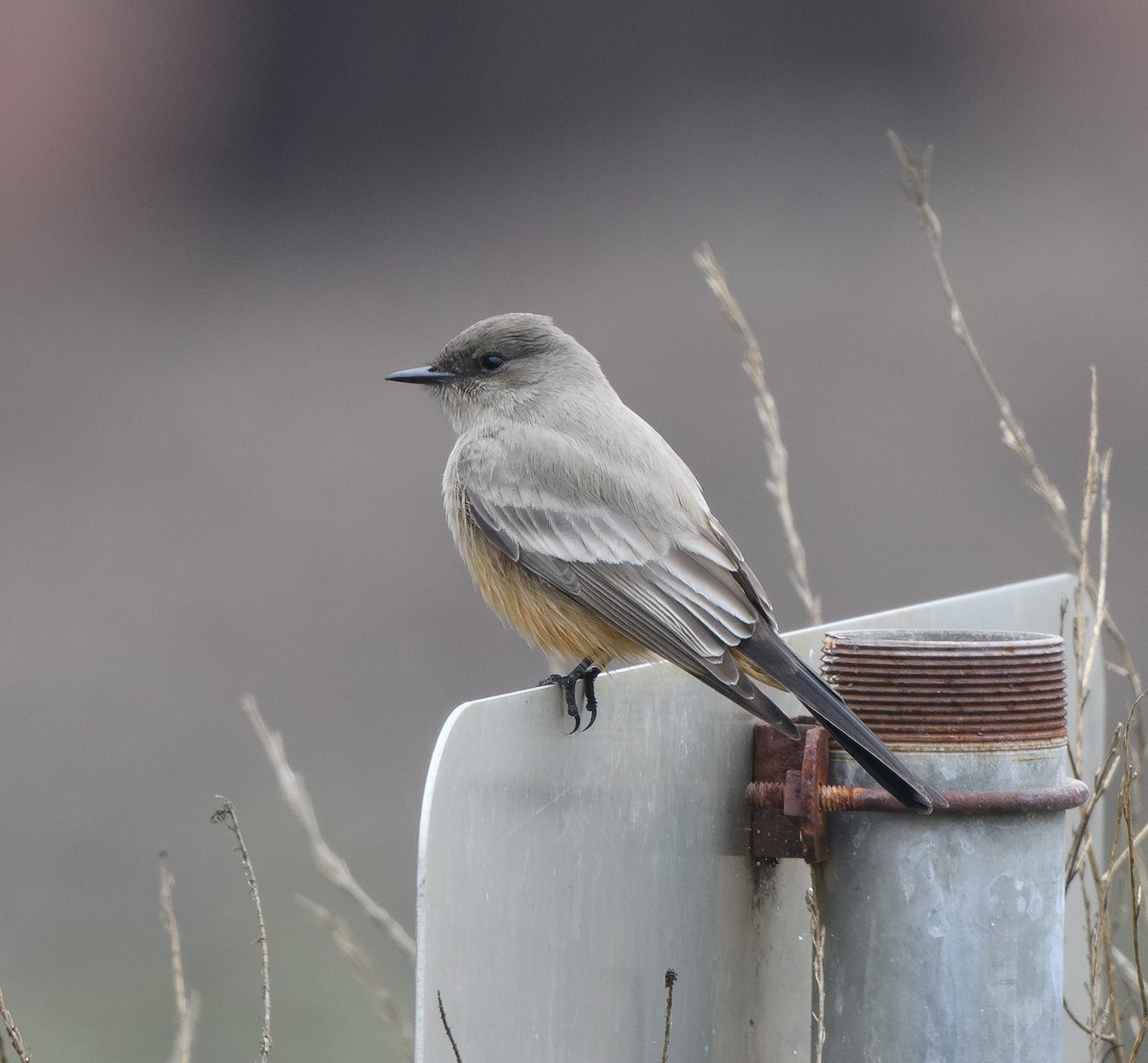 Say's Phoebe - ML645767085