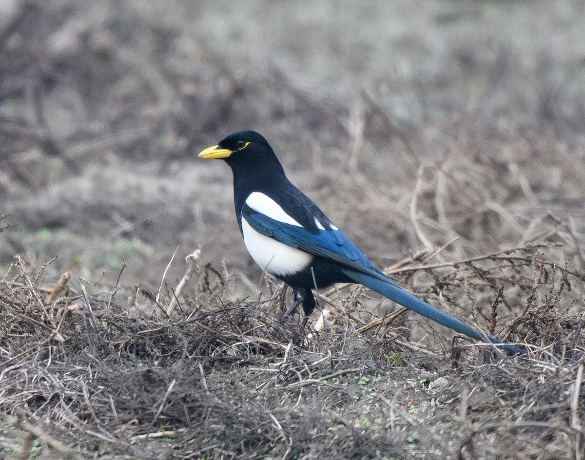 Yellow-billed Magpie - ML645767088