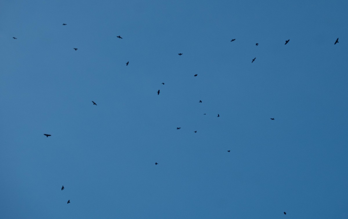 Erroi handia - ML645767089