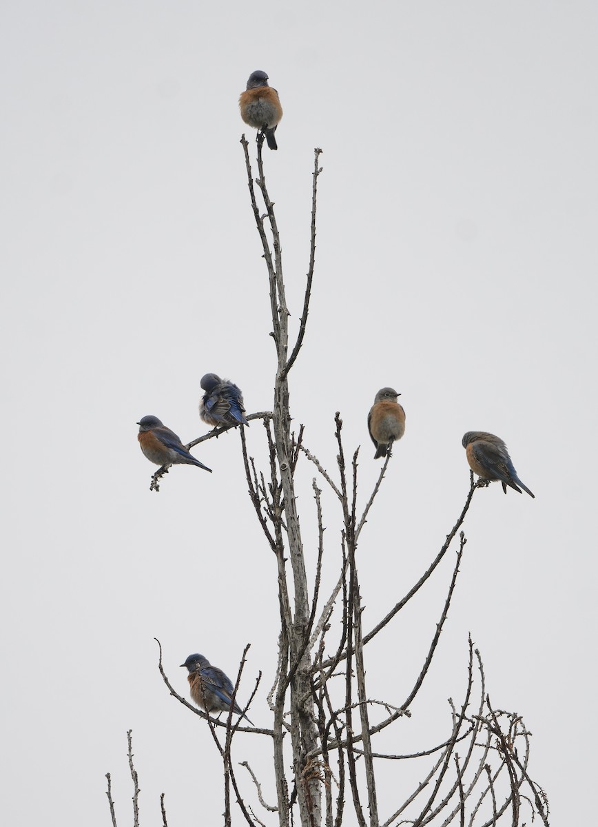 Western Bluebird - ML645767091