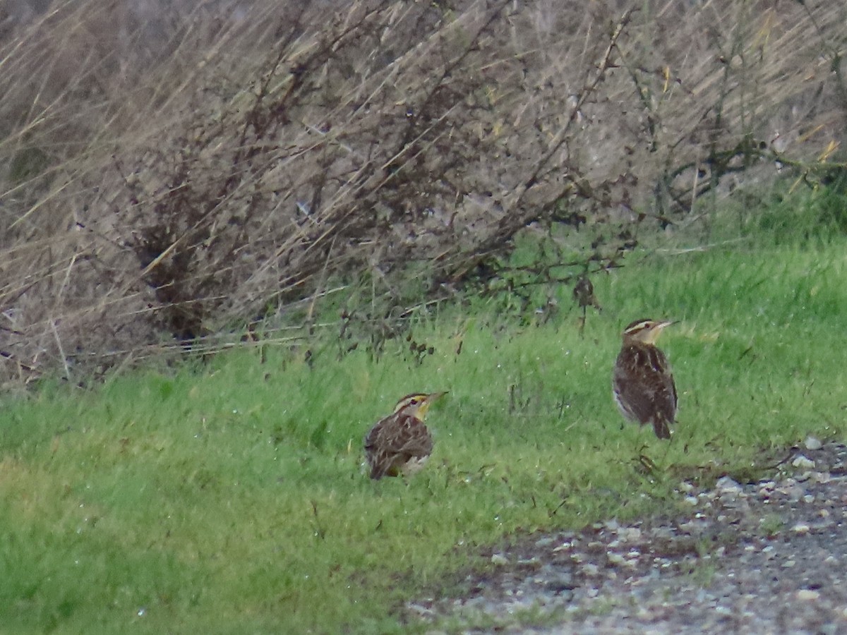 Western Meadowlark - ML645767092