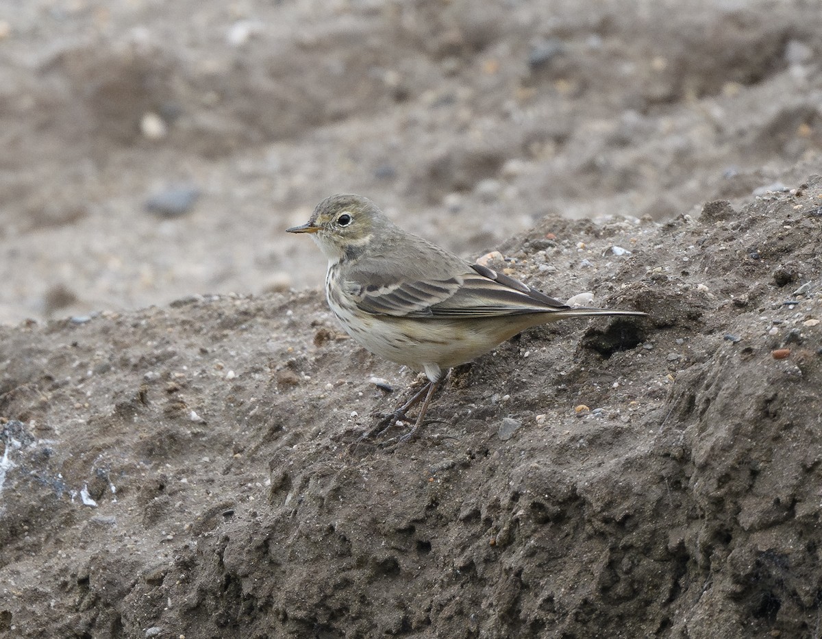 American Pipit - ML645767093