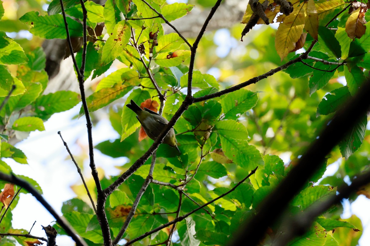 Warbling White-eye - ML645767095
