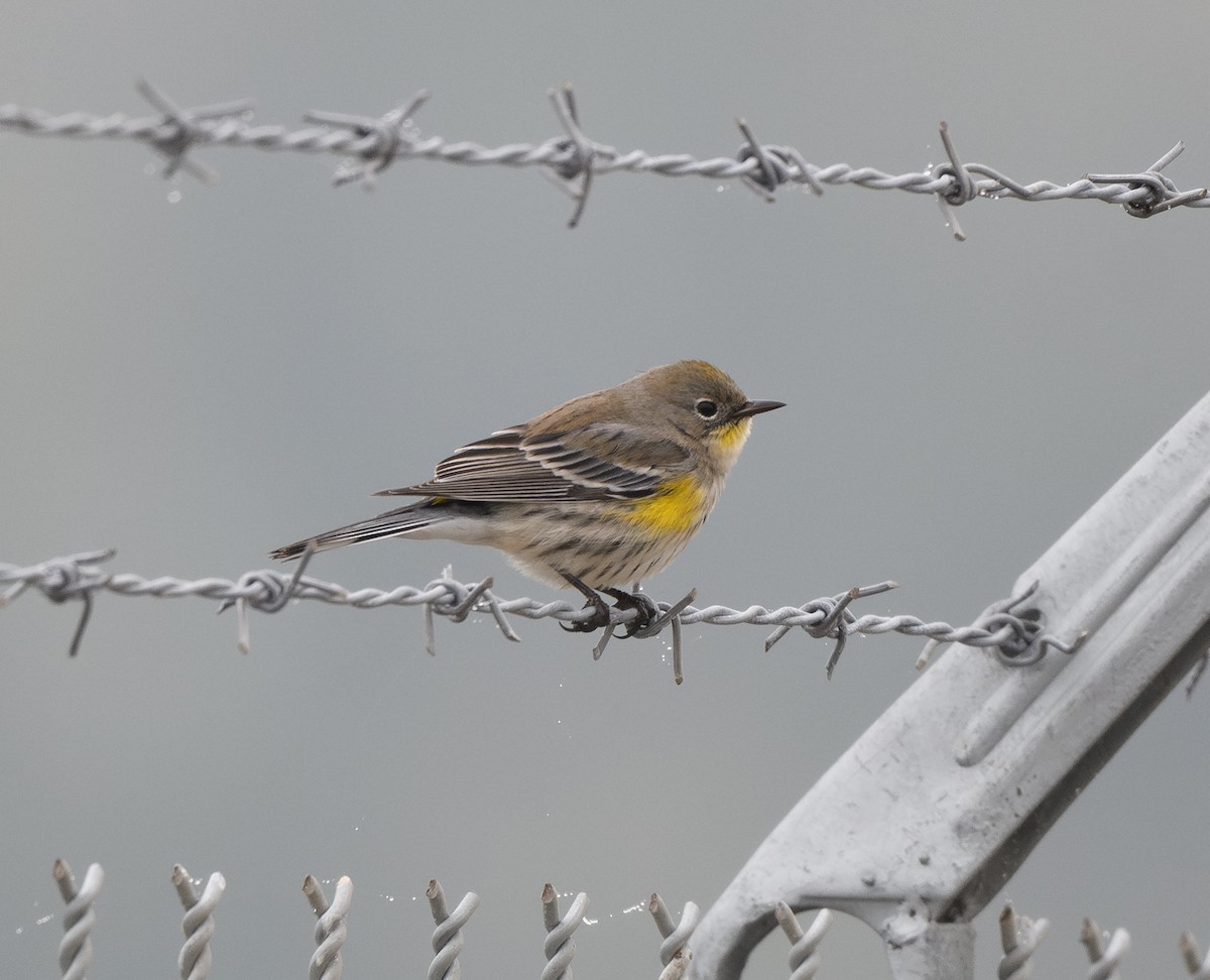 Yellow-rumped Warbler - ML645767096