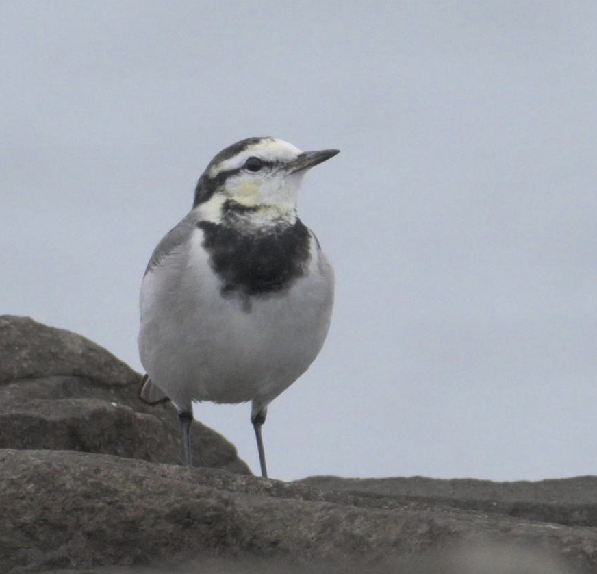 White Wagtail - ML645767099