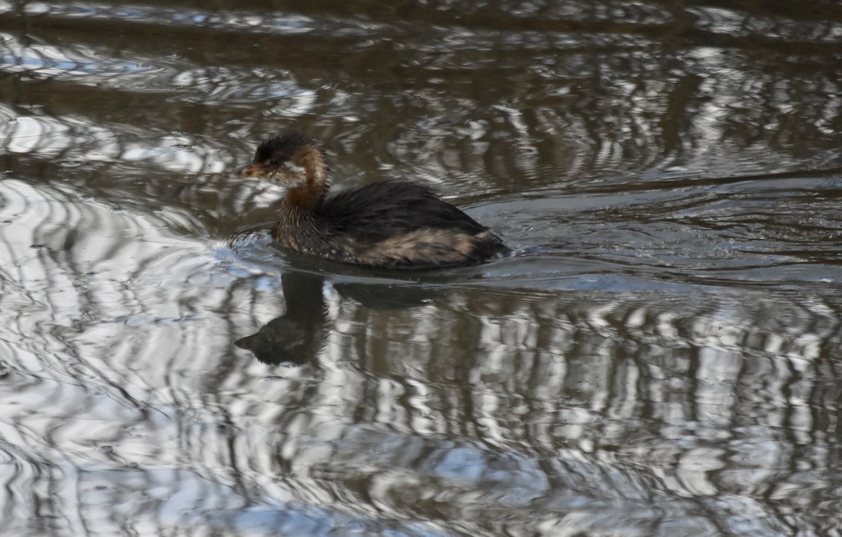 Pied-billed Grebe - ML645767103