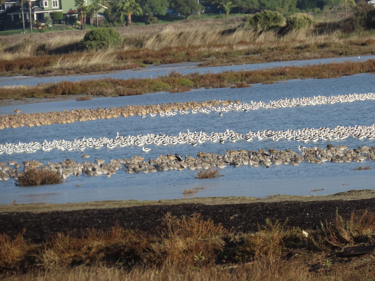 American Avocet - ML645767104